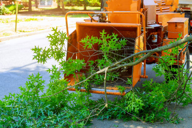 Best Dead Tree Removal  in Pine Bluff, AR